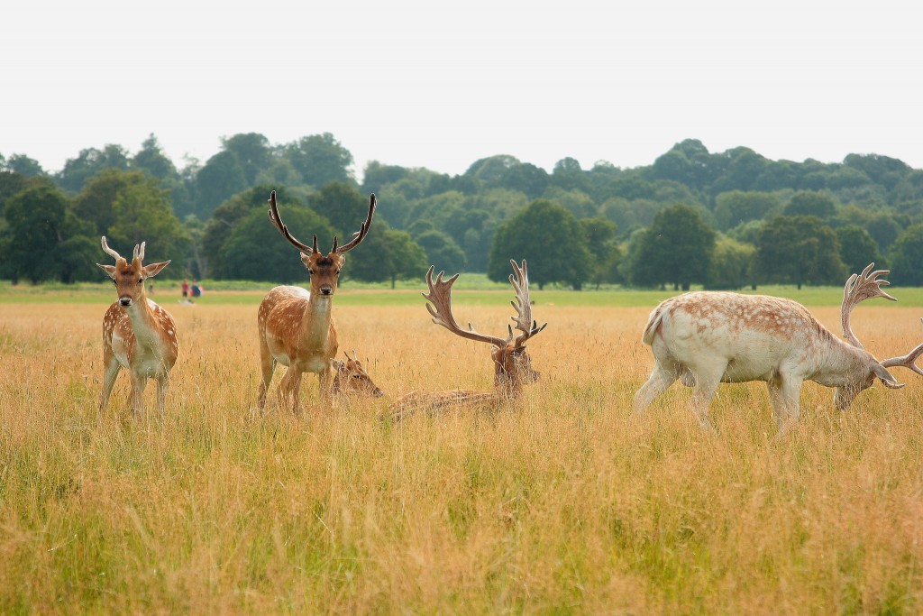 Richmond Park