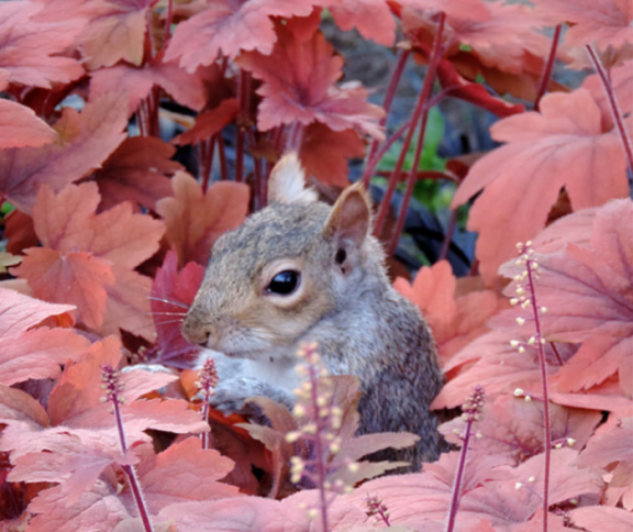 Regents Park autumn