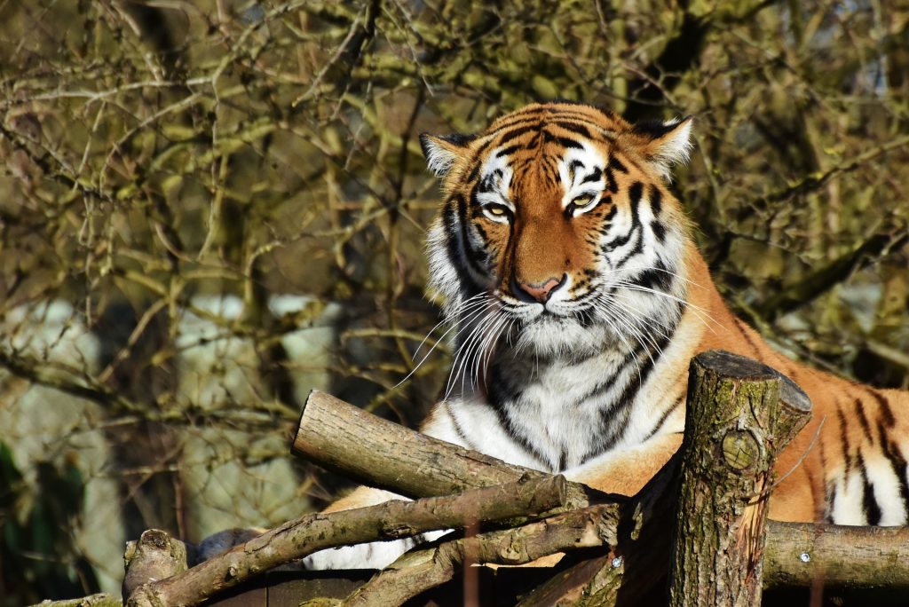 Tigris a fővárosi állatkertben